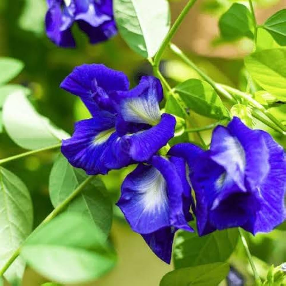 Heirloom Clitoria Ternatea Flower seeds for Planting Hardy Variety Heirloom & GMO Free Seeds for Home Garden