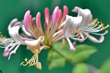 Pink White Cape Honeysuckle Flower seeds for Planting - Fragrant Blossoms, Heirloom & GMO Free Seeds for Home Garden
Sale seeds for planting in home garden