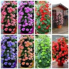 Mixed Climbing Geranium Seeds for Planting, Heirloom Non-GMO Flowers for Home Garden
Sale seeds for home garden