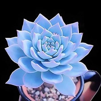 Blue Echeveria Subsessilis Flower seeds for Planting - Sun Loving, Heirloom & GMO Free Seeds for Home Garden
Sale seeds for home garden