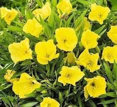 Oenothera Missouriensis Flower seeds for Planting Wildflower Mix Heirloom & GMO Free Seeds for Home Garden
Sale for planting in home garden
