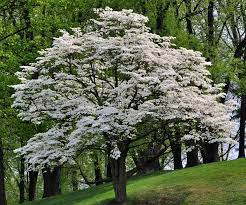 White Ornamental Tree Seeds: Comprehensive Planting Guide For Beautiful Blossoms And Foliage