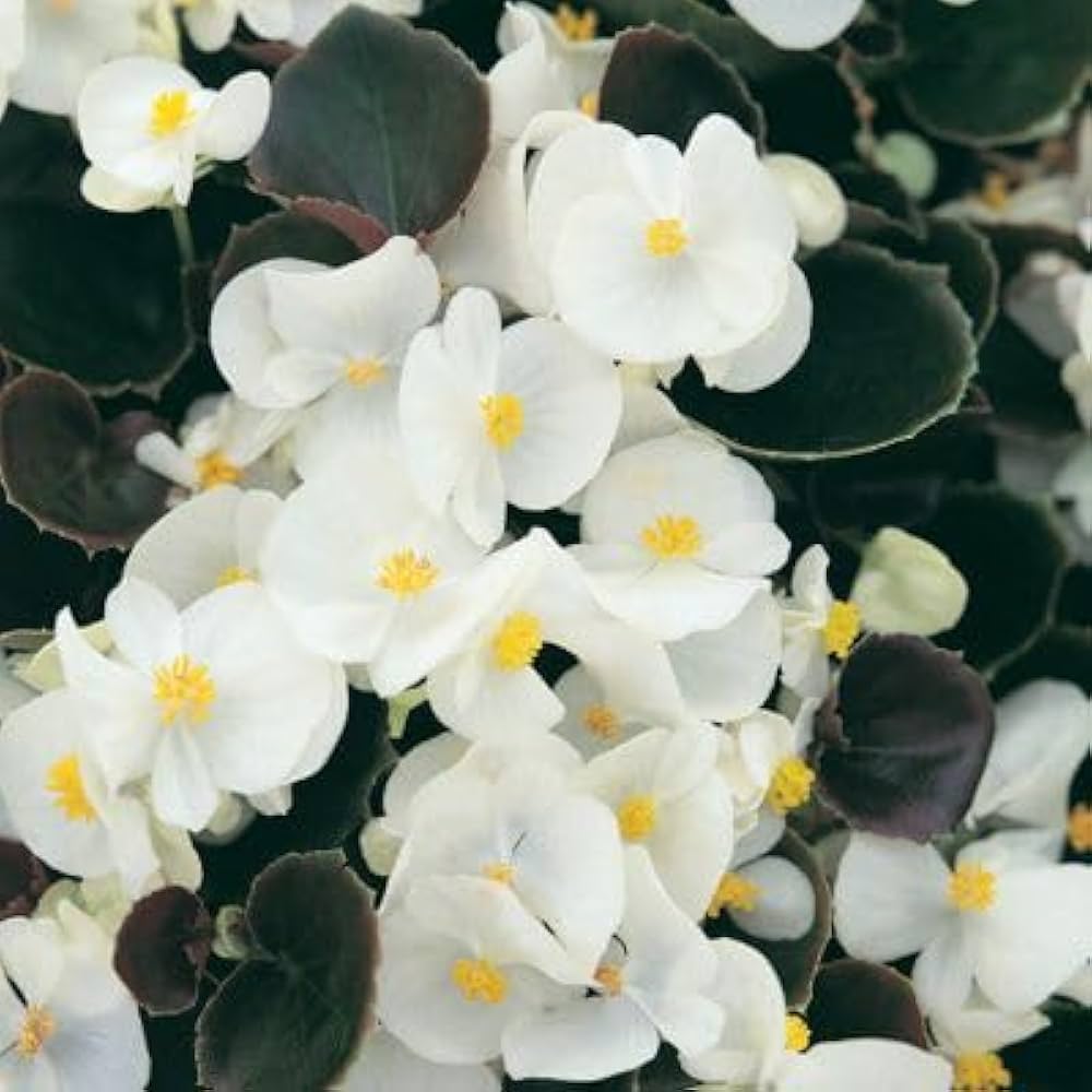 Fibrous Begonia Flower seeds for Planting - Garden Favorite, Heirloom & GMO Free Seeds for Home Garden