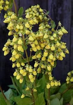 Light Yellow Calceolaria Flower seeds for Planting - Vibrant Colors, Heirloom & GMO Free Seeds for Home Garden
Sale seeds for home garden