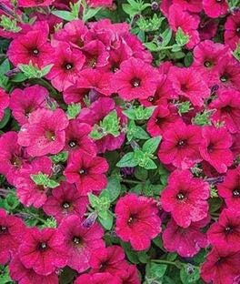 Oblique Petunia Flower Seeds - Unique Pink for Your Planting Collection