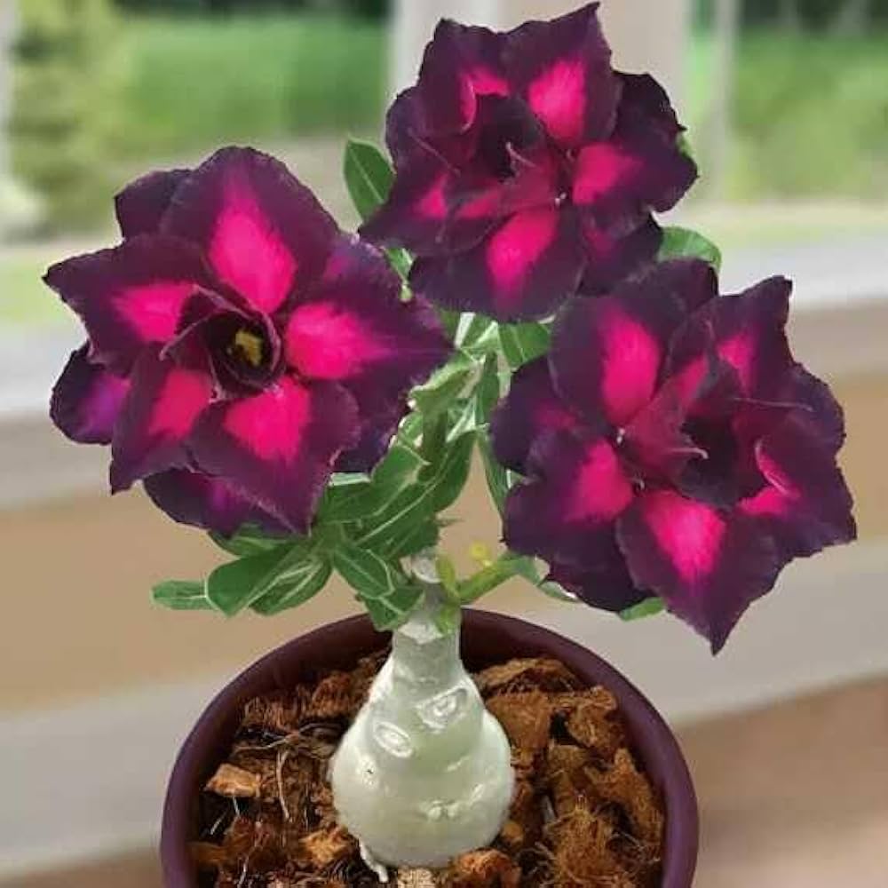 Heirloom Adenium Obesum Flower seeds for Planting Bright Blooms Heirloom & GMO Free Seeds for Home Garden