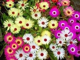 Ice Flower seeds for Planting Wildflower Mix Heirloom & GMO Free Seeds for Home Garden
Sale for planting in home garden