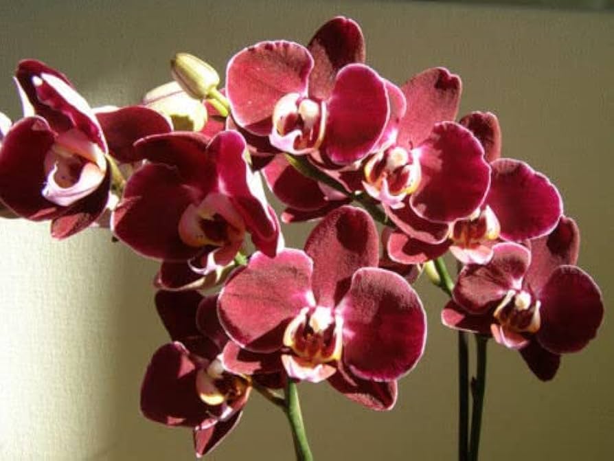 Purple Phalaenopsis Orchid Flower seeds for Planting Seasonal Bloomer Heirloom & GMO Free Seeds for Home Garden