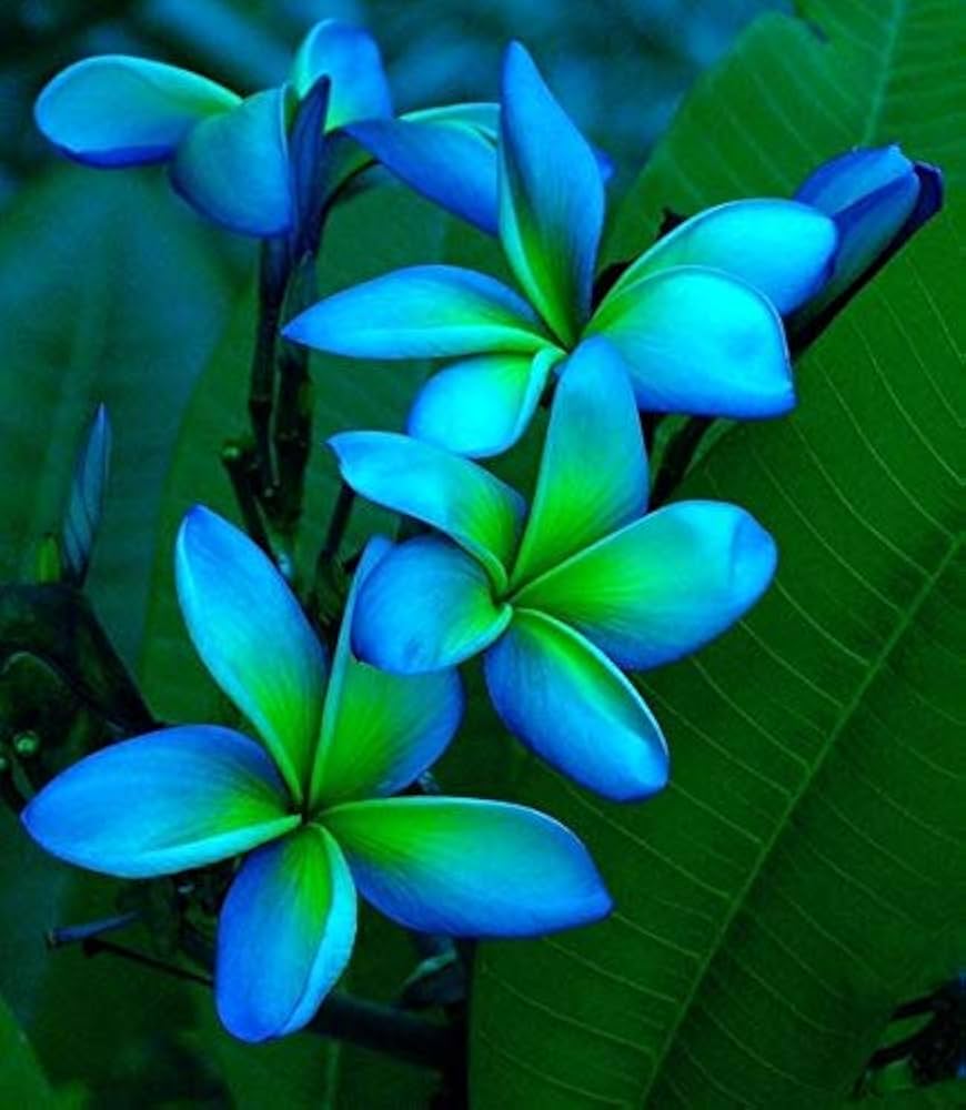 Plumeria Flower seeds for Planting - Long Bloom Season, Heirloom & GMO Free Seeds for Home Garden