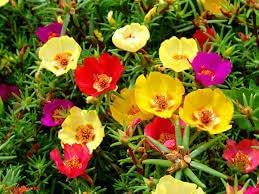 Carpet Moss Rose Flower seeds for Planting Colorful Display Heirloom & GMO Free Seeds for Home Garden
Sale for planting in home garden