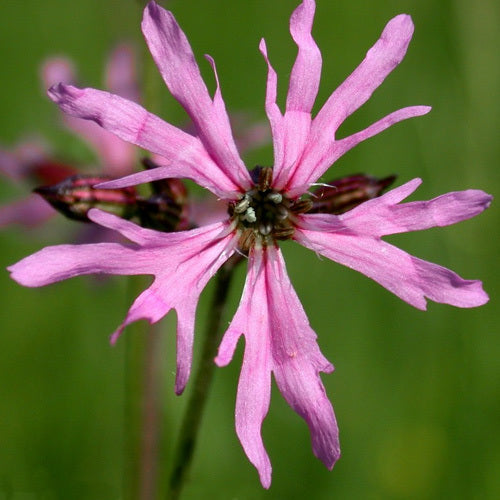 Heirloom Lychnis FlosCuculi Flower seeds for Planting Garden Favorite Heirloom & GMO Free Seeds for Home Garden