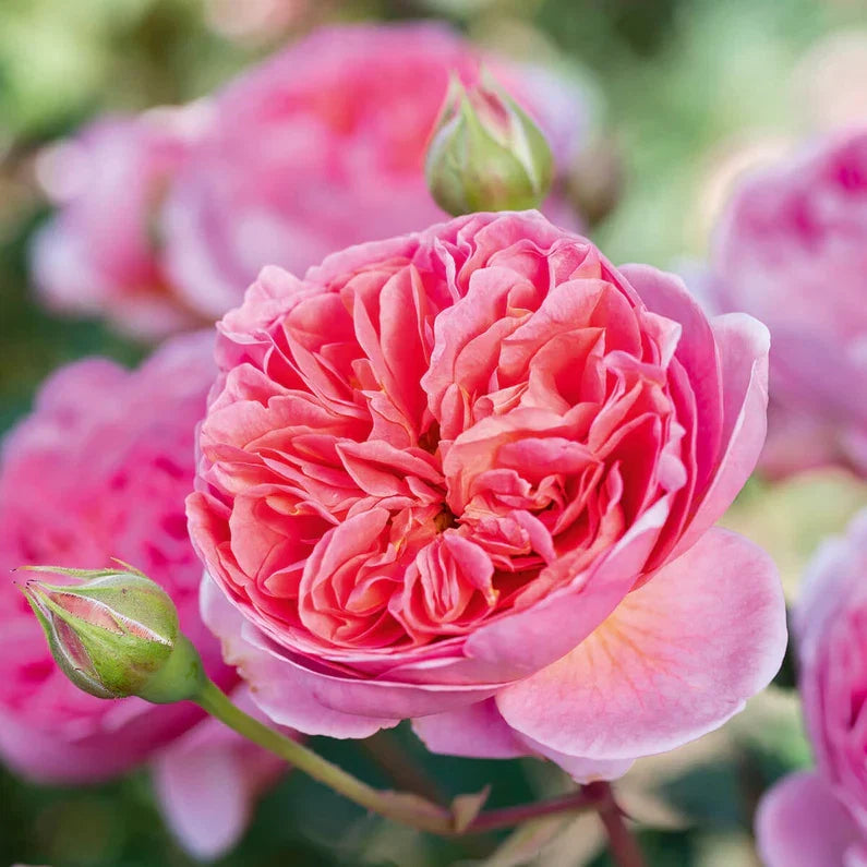 Rose Rosa Flower seeds for Planting Bright Blooms Heirloom & GMO Free Seeds for Home Garden