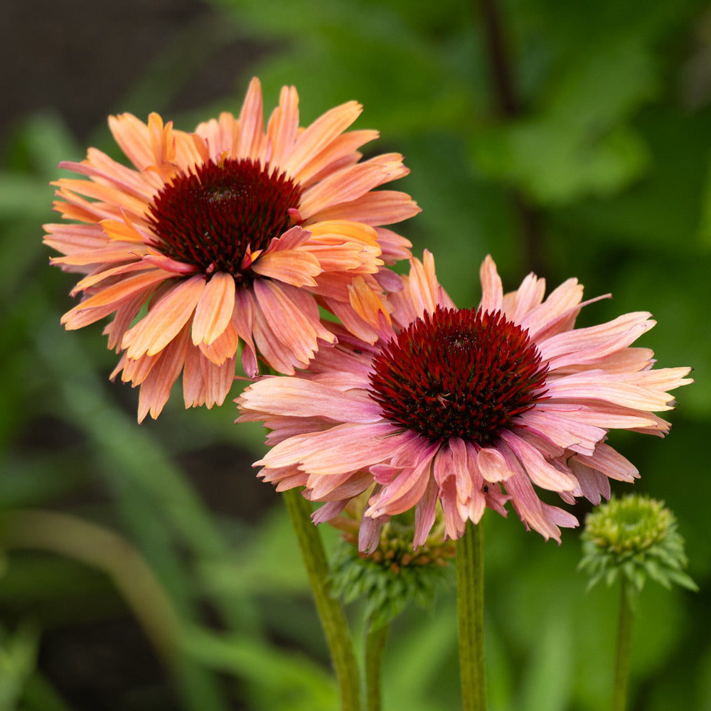 Echinacea Purpurea Flower seeds for Planting Wildflower Mix Heirloom & GMO Free Seeds for Home Garden