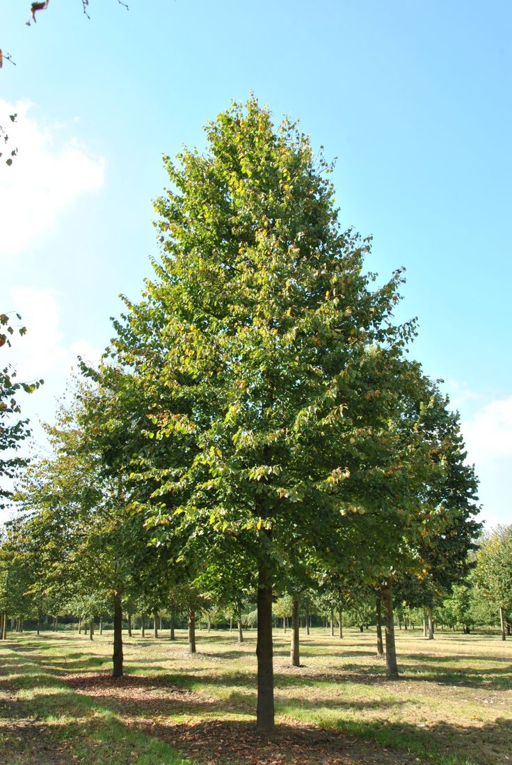 Tilia Cordata Tree Seeds For Planting