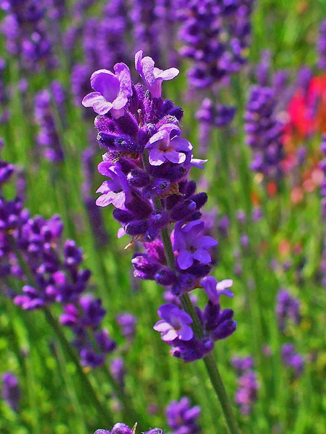 Lavender Flower seeds for Planting Wildflower Mix Heirloom & GMO Free Seeds for Home Garden