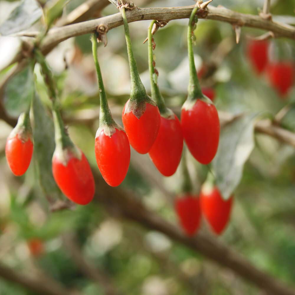 Red Goji Fruit Seeds Planting Essentials