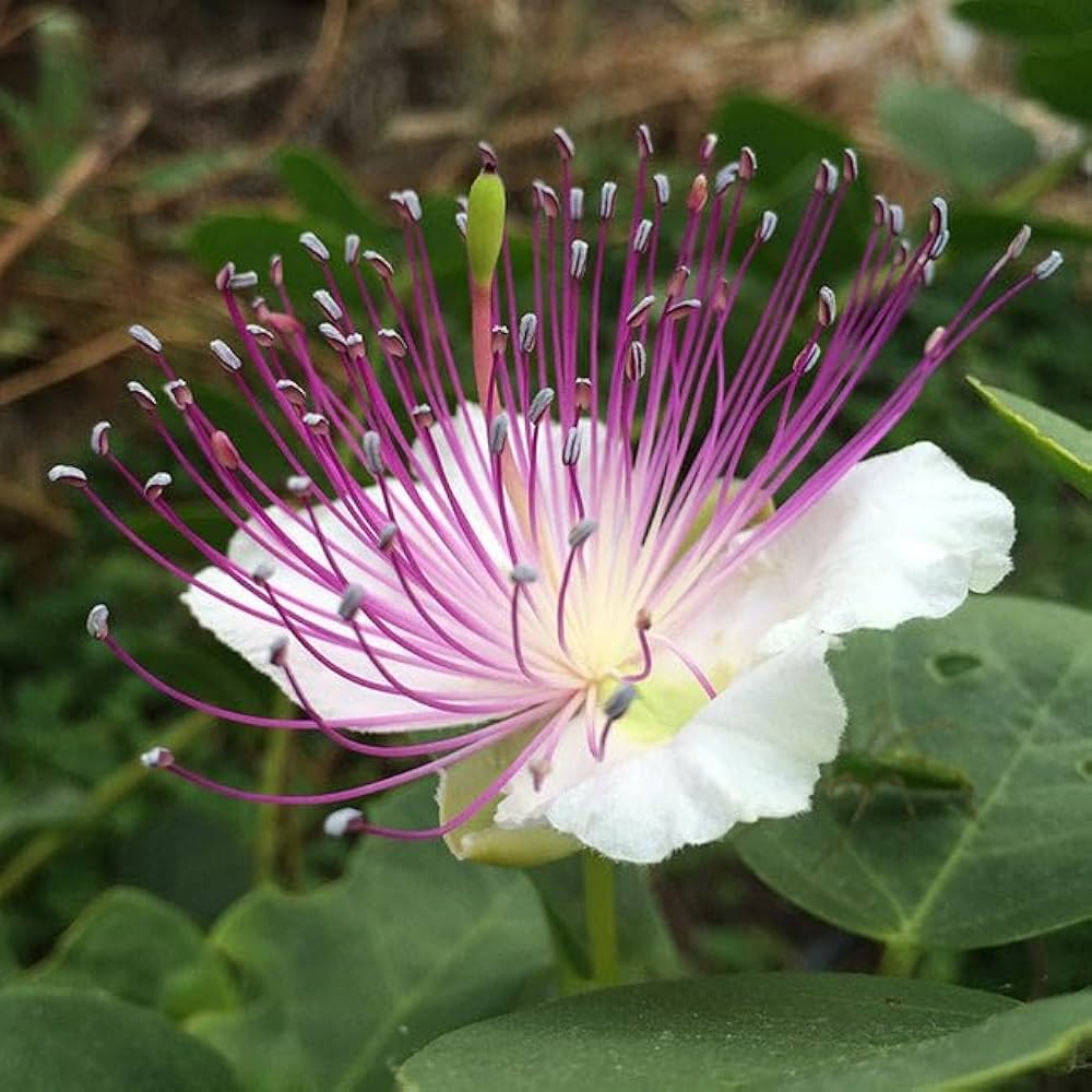 Capparis Flower seeds for Planting, Seasonal Bloomer Heirloom & GMO Free Seeds for Home Garden