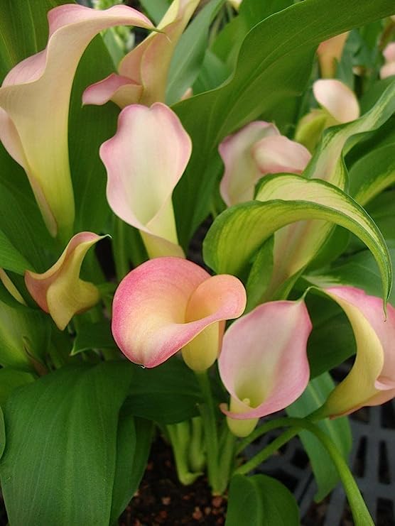 Baby Pink Calla Flower seeds for Planting Easy to Grow Heirloom & GMO Free Seeds for Home Garden