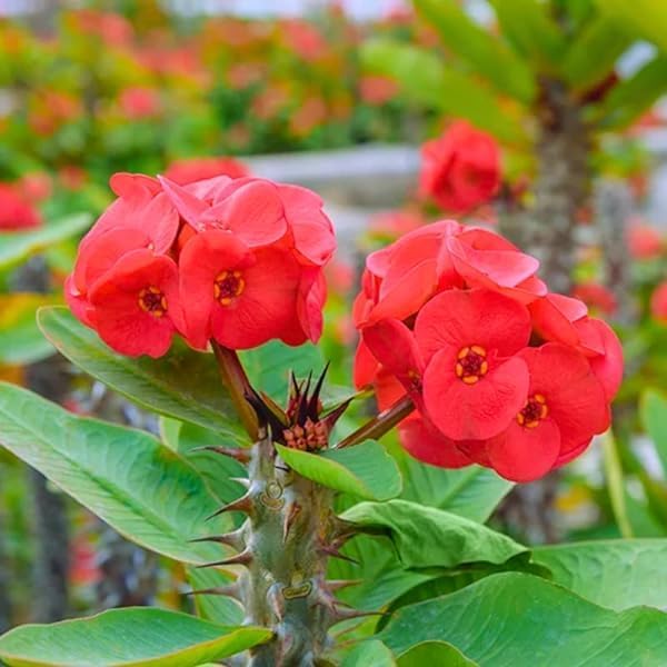 Milii Flower seeds for Planting - Wildflower Mix, Heirloom & GMO Free Seeds for Home Garden