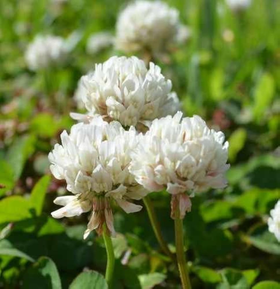 Dutch Clover Flower seeds for Planting Cottage Garden Essential Heirloom & GMO Free Seeds for Home Garden