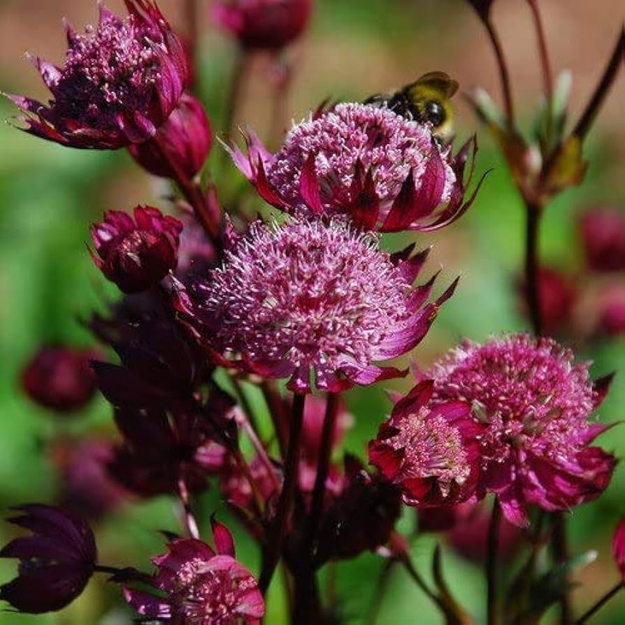 Astrantia Pincushion Flower seeds for Planting Perfect for Borders Heirloom & GMO Free Seeds for Home Garden