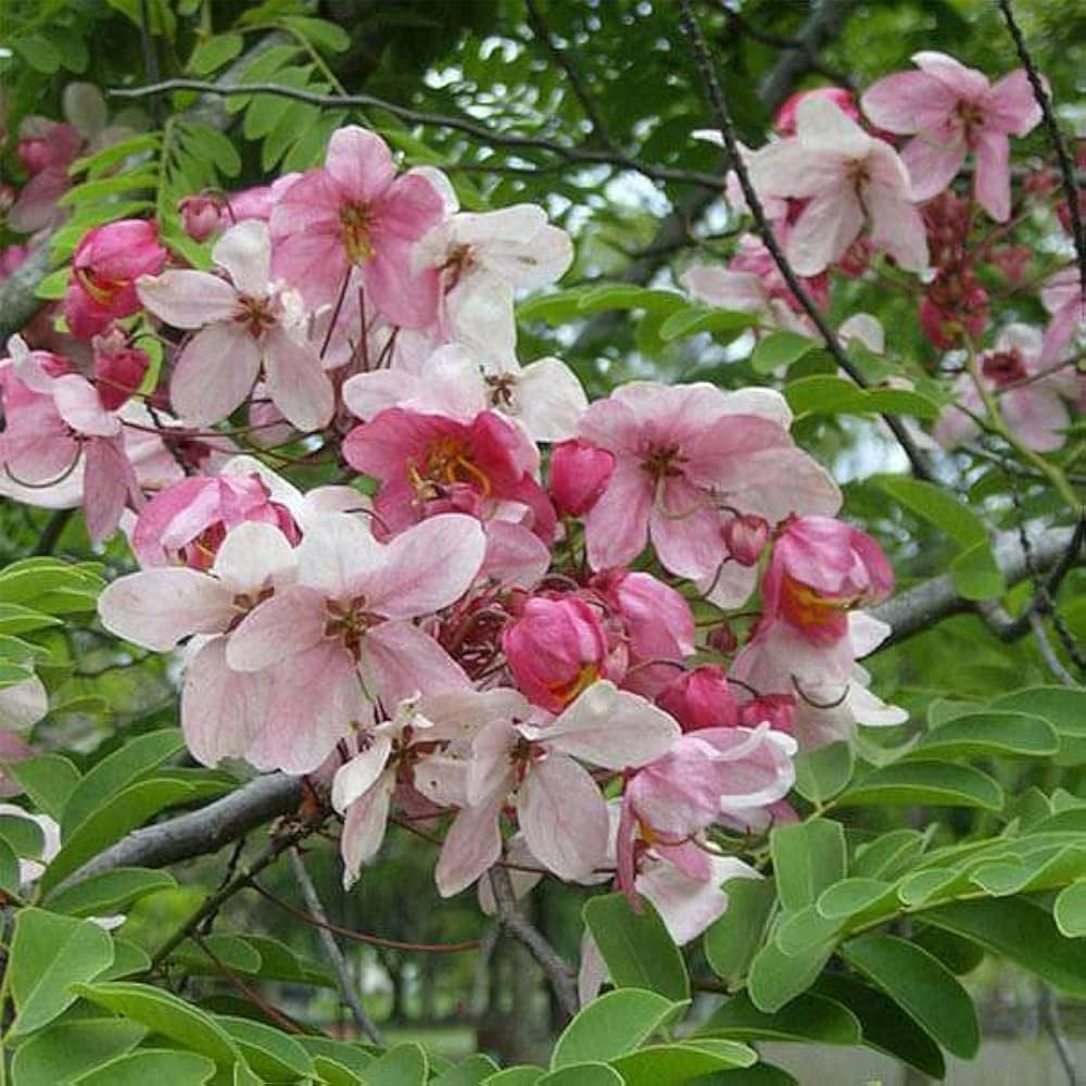 Cassia Marginata Flower seeds for Planting Pollinator Friendly Heirloom & GMO Free Seeds for Home Garden