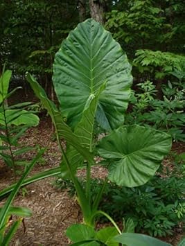 Alocasia Macrorrhiza Flower seeds for Planting Garden Favorite Heirloom & GMO Free Seeds for Home Garden
Sale for planting in home garden