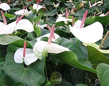 White Anthurium Andraeanu Flower seeds for Planting - Drought Tolerant, Heirloom & GMO Free Seeds for Home Garden
Sale seeds for home garden