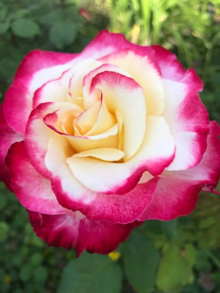 Red & Light Pink Rose Seeds for Planting, Heirloom Non-GMO Flowers for Home Garden