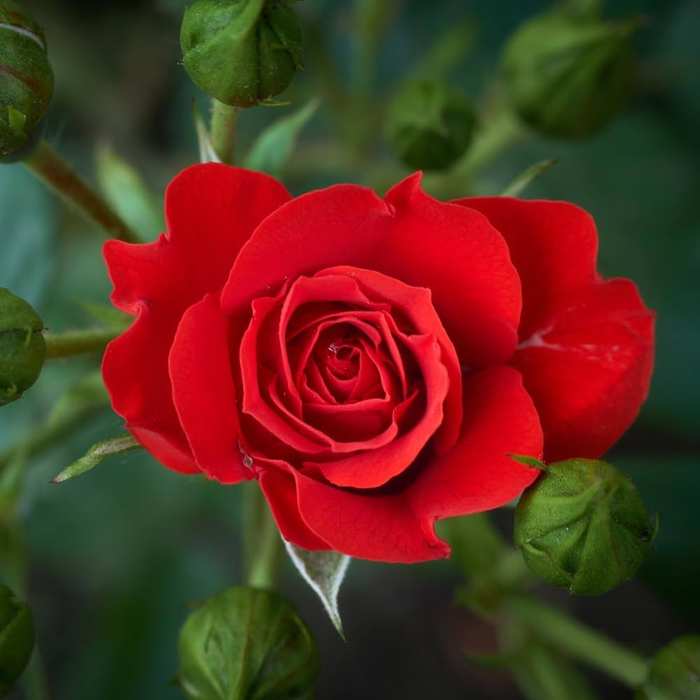 Roses Flower seeds for Planting Premium Quality Heirloom & GMO Free Seeds for Home Garden