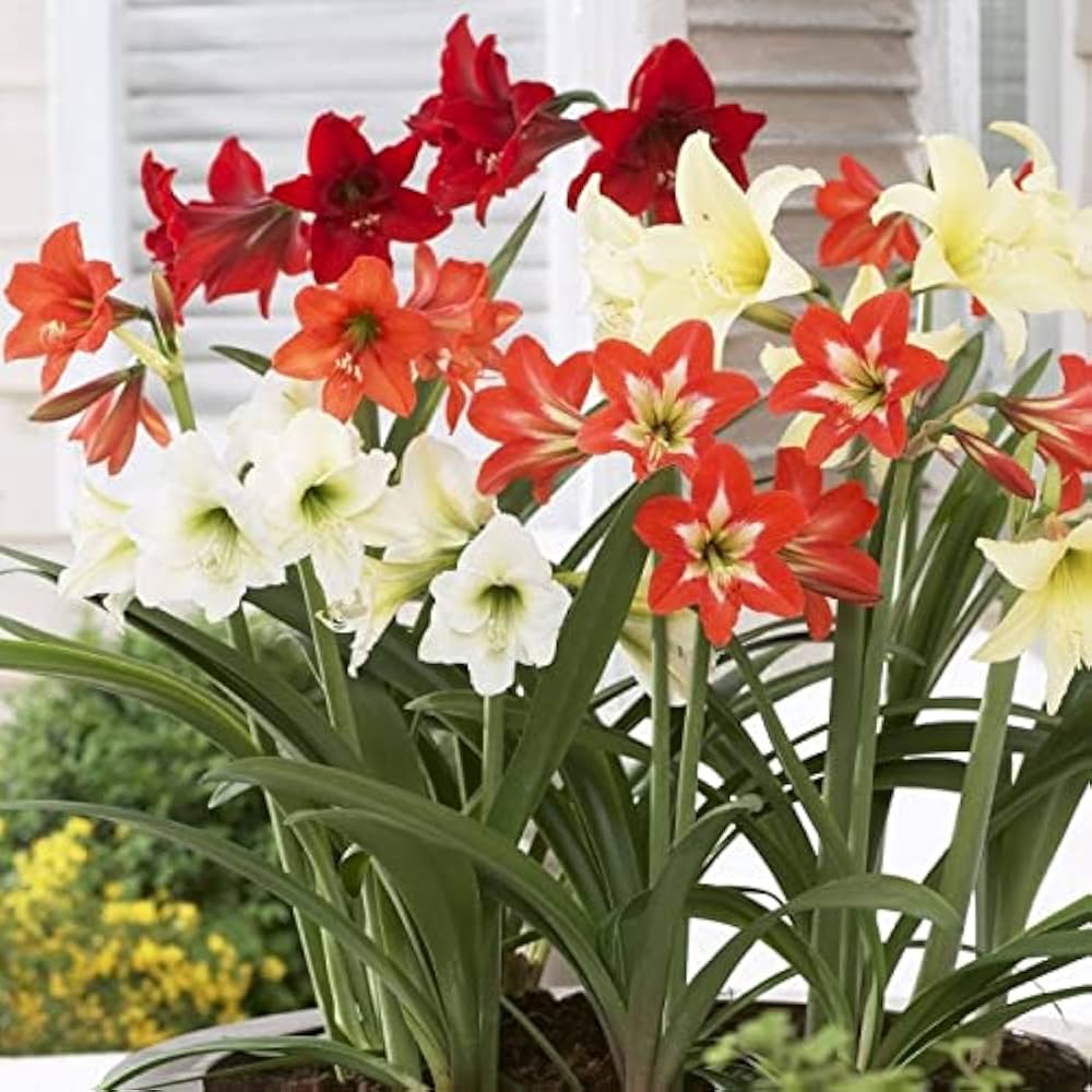 Amaryllis Barbados Flower seeds for Planting - Bright Blooms, Heirloom & GMO Free Seeds for Home Garden