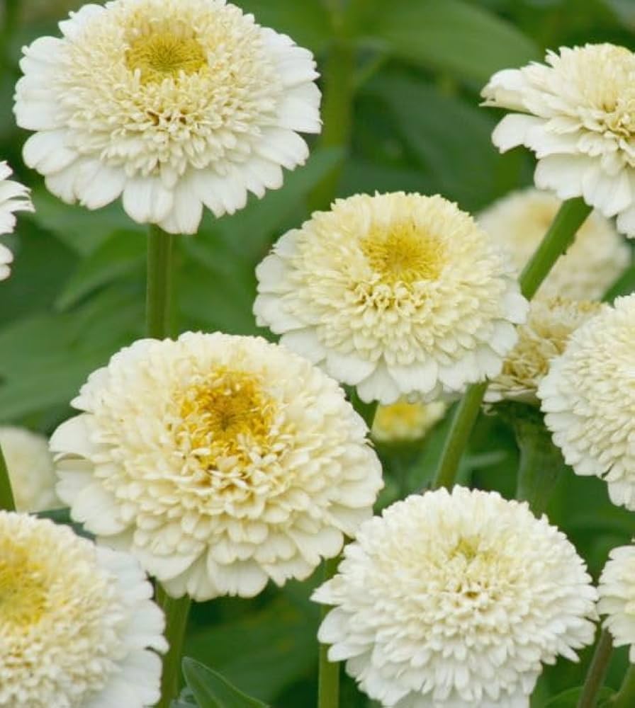 White Yellow Zinnia Flower seeds for Planting Cut Flower Favorite Heirloom & GMO Free Seeds for Home Garden