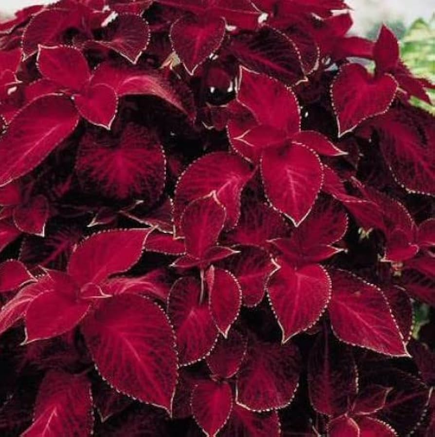 Red Dragon Coleus Flower seeds for Planting Premium Quality Heirloom & GMO Free Seeds for Home Garden