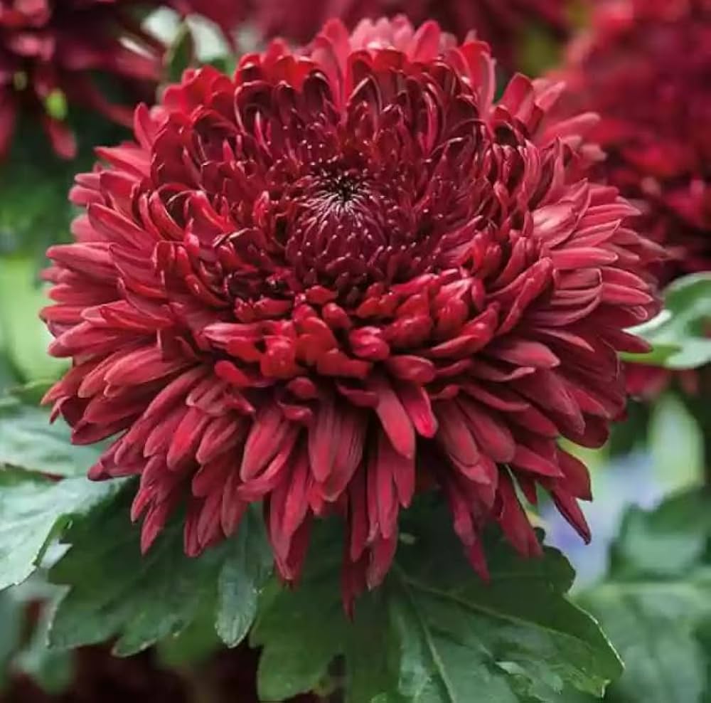 Chrysanthemum Flower seeds for Planting Garden Favorite Heirloom & GMO Free Seeds for Home Garden
