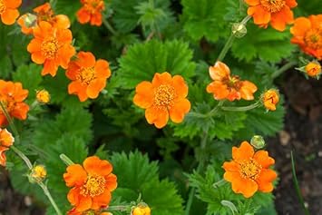 Geum Flower seeds for Planting - Low Maintenance, Heirloom & GMO Free Seeds for Home Garden
Sale seeds for home garden