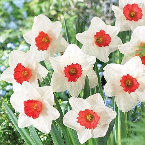 Red White Daffodils Flower seeds for Planting Garden Favorite Heirloom & GMO Free Seeds for Home Garden