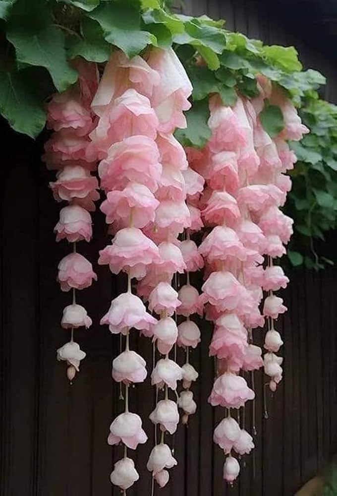 Baby Pink Weeping Forsythia Flower seeds for Planting - Sun Loving, Heirloom & GMO Free Seeds for Home Garden