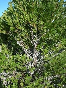 Green Myrica Pennsylvanica Flower seeds for Planting - Cut Flower Favorite, Heirloom & GMO Free Seeds for Home Garden
Sale seeds for home garden