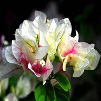 Mixed Bougainvillea Flower seeds for Planting - Low Maintenance, Heirloom & GMO Free Seeds for Home Garden
Sale seeds for home garden