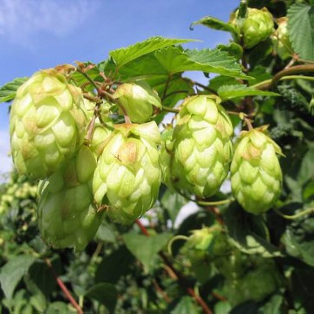 Khaki Green Humulus Lupulus Flower seeds for Planting Fragrant Blossoms Heirloom & GMO Free Seeds for Home Garden
Sale