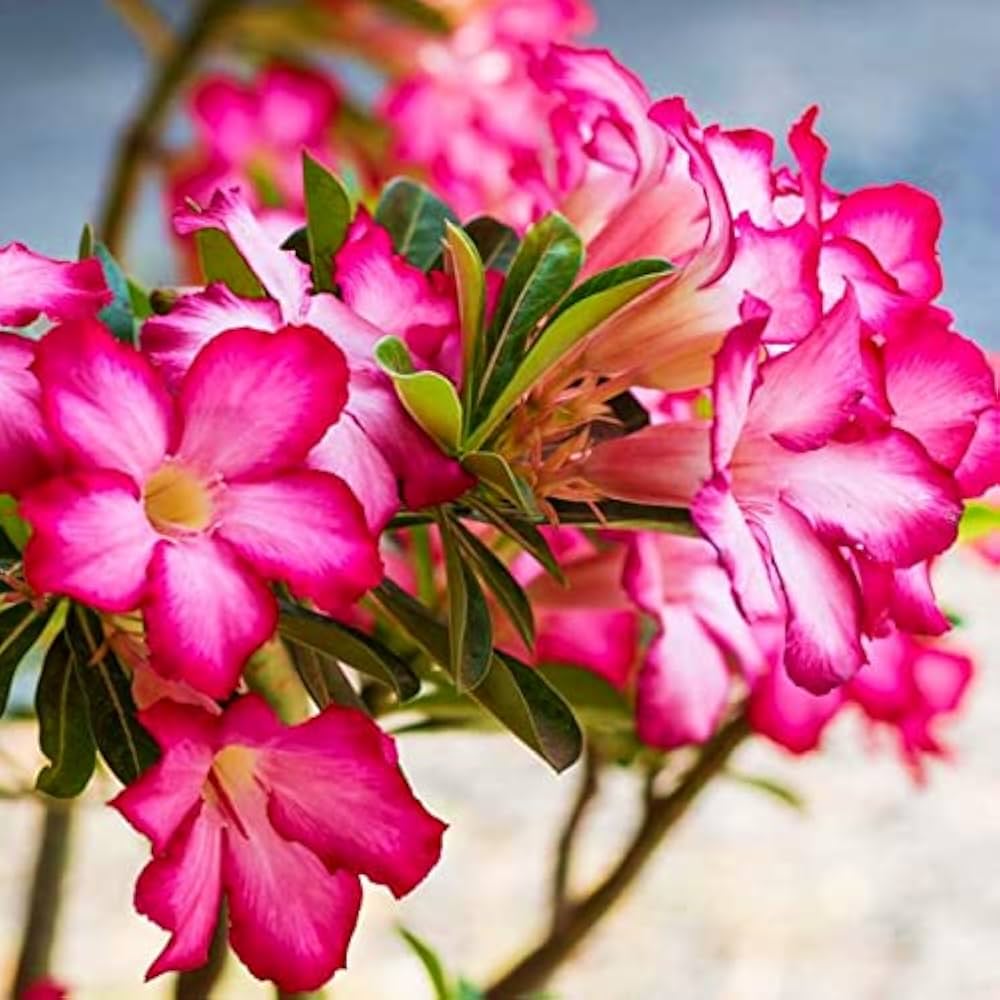 Adenium Flower Seeds for Planting, Heirloom Non-GMO, High Germination Organic Garden Seeds