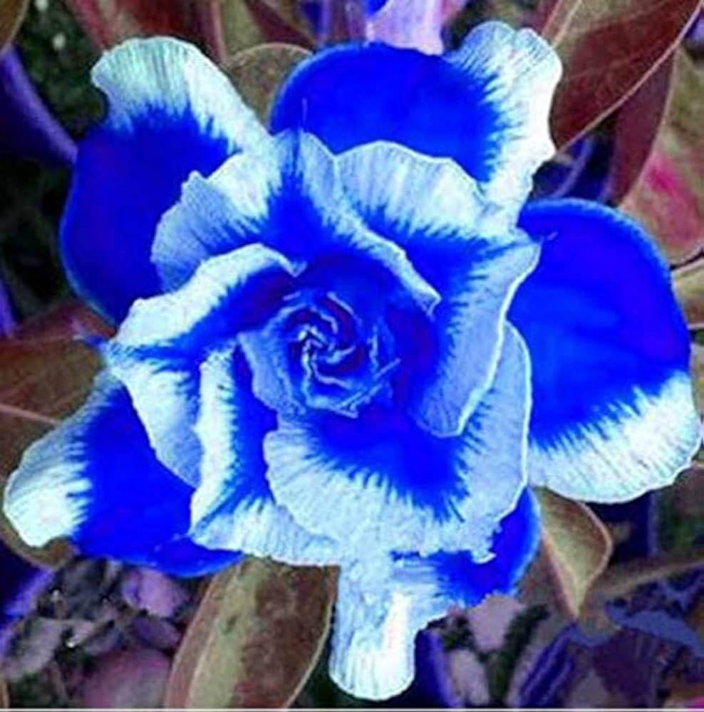Deep Blue Adenium Obesum Flower seeds for Planting Bright Blooms Heirloom & GMO Free Seeds for Home Garden