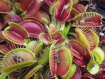 Mixed Venus Fly Trap Flower seeds for Planting - Garden Favorite, Heirloom & GMO Free Seeds for Home Garden
Sale seeds for home garden