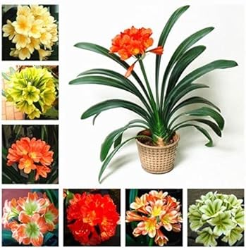 Mixed Clivia Flower seeds for Planting - Shade Tolerant, Heirloom & GMO Free Seeds for Home Garden
Sale seeds for home garden
