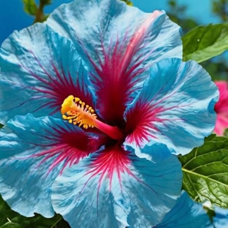Blue White Hibiscus Flower seeds for Planting Hardy Variety Heirloom & GMO Free Seeds for Home Garden