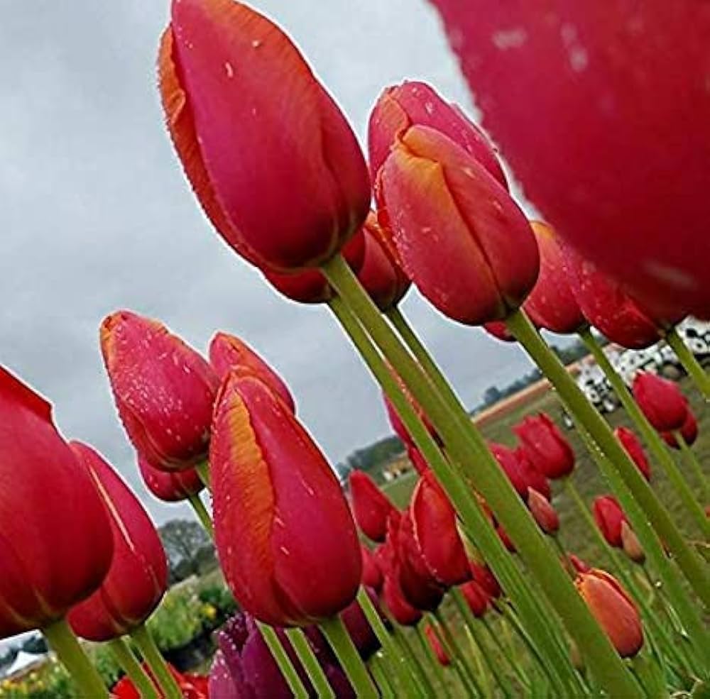 Red Pink Tulip Flower seeds for Planting Sun Loving Heirloom & GMO Free Seeds for Home Garden