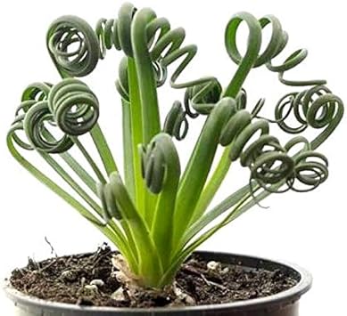 Spiralis Flower seeds for Planting Easy to Grow Heirloom & GMO Free Seeds for Home Garden
Sale for planting in home garden