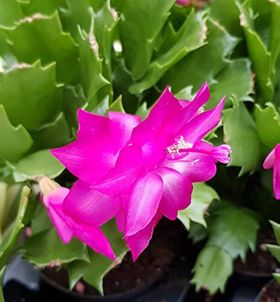 Heirloom Balcony Potted Schlumbergera Seeds Flower seeds for Planting Long Bloom Season Heirloom & GMO Free Seeds for Home Garden