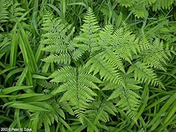 Fern Bracken Flower Seeds – Heirloom Non-GMO Hardy Plants for Garden Borders & Landscaping
Sale seeds for home garden
