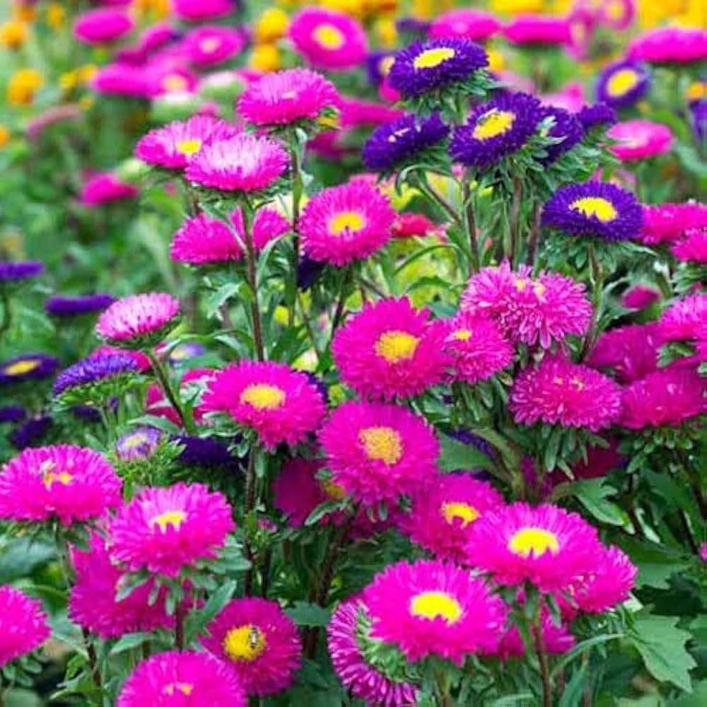 Aster Flower seeds for Planting Perfect for Borders Heirloom & GMO Free Seeds for Home Garden
